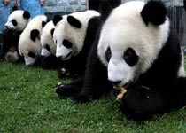 卧龙自然保护区